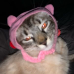 Meet your Posher, Kuen